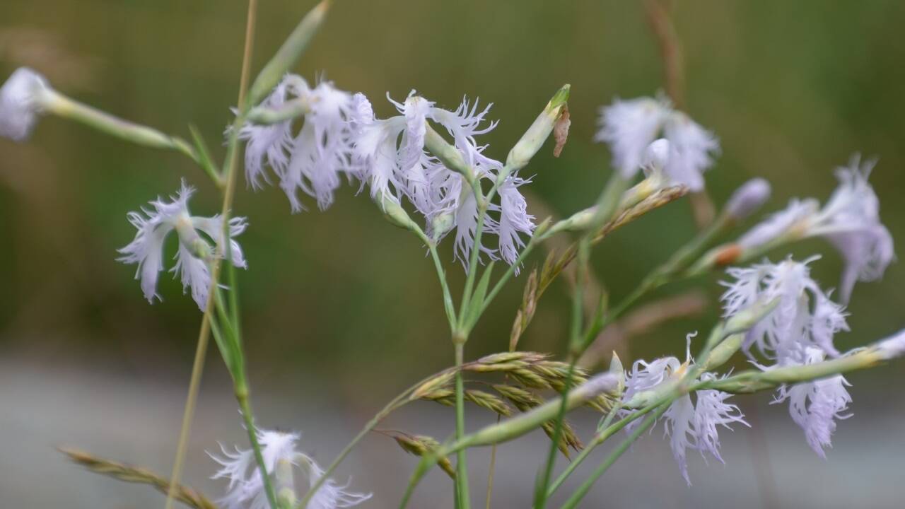 Feuchtwiesen-Pracht-Nelke (Dianthus superbus subsp. superbus). Die Art bildet nur bei traditioneller Mähwirtschaft stabile Bestände. Im nördlichen Alpenvorland ist sie als stark gefährdet eingestuft.<br /><br />  Feuchtwiesen-Pracht-Nelke (Dianthus superbus subsp. superbus). Die Art bildet nur bei traditioneller Mähwirtschaft stabile Bestände. Im nördlichen Alpenvorland ist sie als stark gefährdet eingestuft.<br /><br />