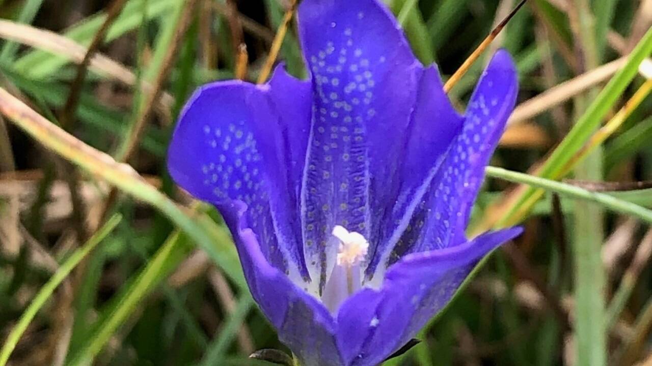 Der Lungen-Enzian (Gentiana pneumonanthe) ist im Bundesland Salzburg an 54 Standorten zu finden und dominiert einschürige Pfeifengraswiesen.<br /><br />  Der Lungen-Enzian (Gentiana pneumonanthe) ist im Bundesland Salzburg an 54 Standorten zu finden und dominiert einschürige Pfeifengraswiesen.<br /><br />