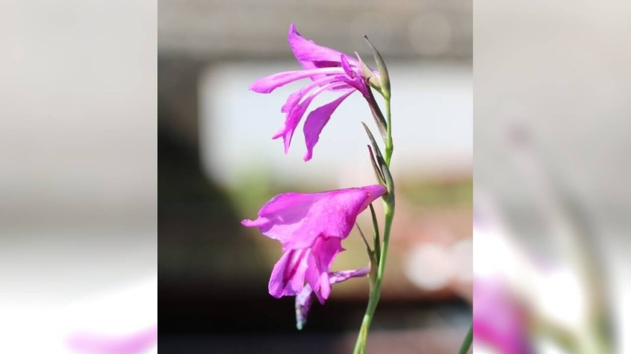 Sumpf-Siegwurz (Gladiolus palustris). Ihre Blüten sich auffällig pink. Die Art bevorzugt Pfeifengras-Streuwiesen mit jährlicher Herbstmahd. Ihre Bestände sind durch intensive Wiesennutzung und Entwässerung stark zurückgegangen.<br /><br />  Sumpf-Siegwurz (Gladiolus palustris). Ihre Blüten sich auffällig pink. Die Art bevorzugt Pfeifengras-Streuwiesen mit jährlicher Herbstmahd. Ihre Bestände sind durch intensive Wiesennutzung und Entwässerung stark zurückgegangen.<br /><br />