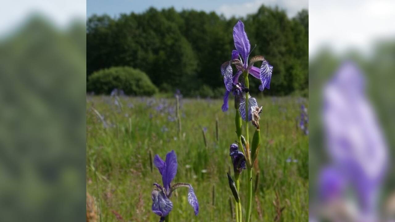 Sibirien-Schwerlilie (Iris sibirica). Die Art ist ein Begleiter magerer Feucht- und Sumpfwiesen. Diese Standorte sind häufig gefährdet.<br /><br />  Sibirien-Schwerlilie (Iris sibirica). Die Art ist ein Begleiter magerer Feucht- und Sumpfwiesen. Diese Standorte sind häufig gefährdet.<br /><br />