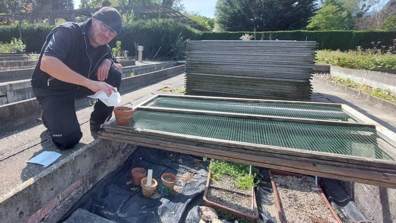 Im Botanischen Garten kümmern sich Gärtnermeister Christian Weis und sein Team um den schützenswerten Pflanzennachwuchs.   Im Botanischen Garten kümmern sich Gärtnermeister Christian Weis und sein Team um den schützenswerten Pflanzennachwuchs.