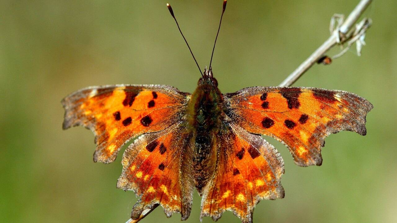 Untersuchungen an Schmetterlingen haben gezeigt, dass besonders die Arten, die auf extensives Grünland angewiesen sind, fast vollständig ausgestorben sind (Symbolbild). 