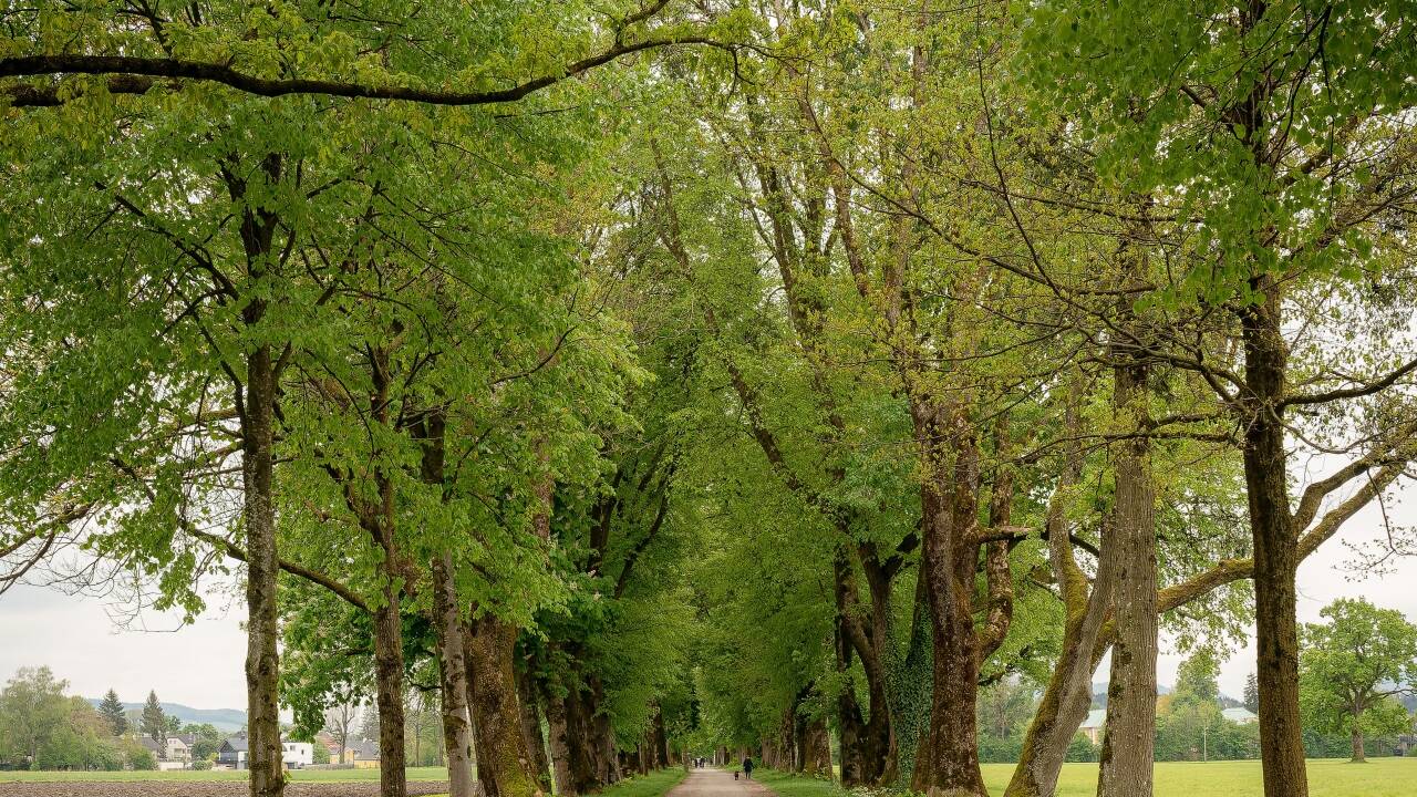 So gut wie alle Bäume in der Hellbrunner Allee sind dank der neuen Verordnung geschützt.  