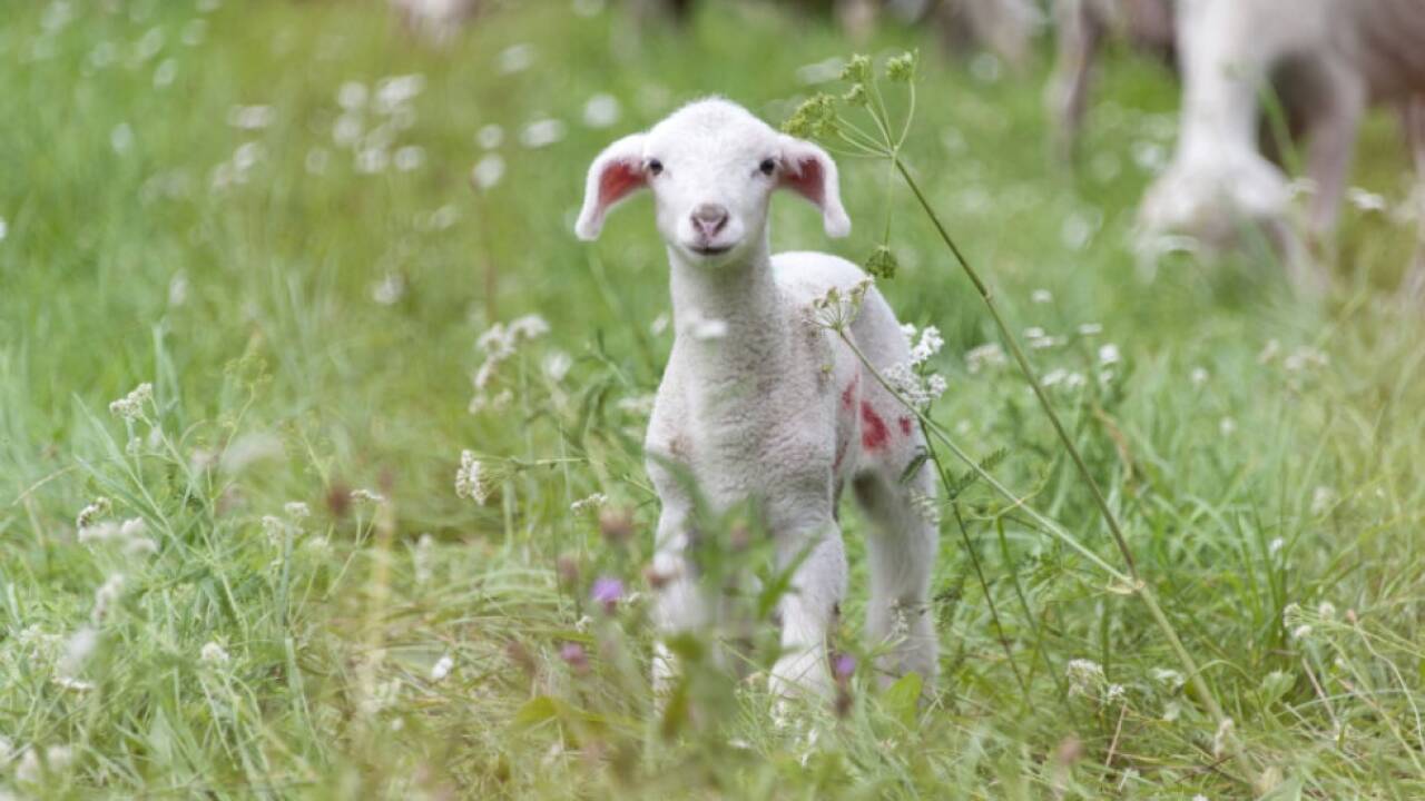 Mehrere Lämmer sollen geschächtet worden sein 