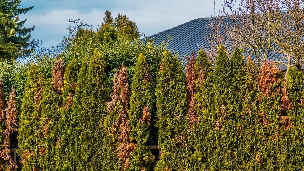 Bei der Schadenersatzklage eines Gemeindevorstandes gegen die eigene Innviertler Gemeinde geht es um eine kaputte Thujenhecke (Symbolbild).   Bei der Schadenersatzklage eines Gemeindevorstandes gegen die eigene Innviertler Gemeinde geht es um eine kaputte Thujenhecke (Symbolbild).
