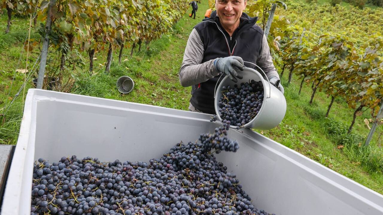 Weinlese für den „Mönchsberg Sparkling“: Oskar Franzmaier leert die Trauben in eine Wanne. 