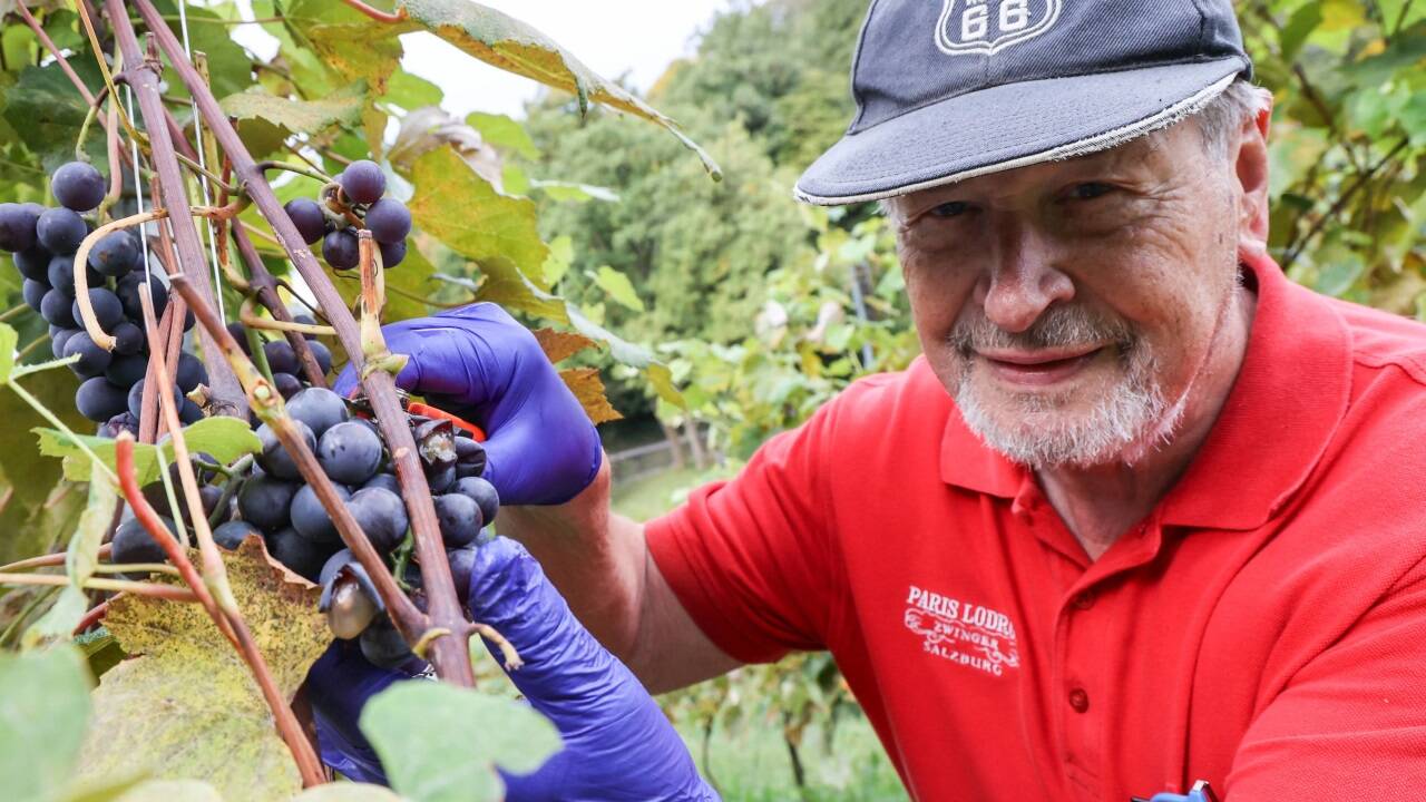 Auch Pfadfinderwein-Obmann Hans-Georg Keplinger hilft bei der Weinlese. 