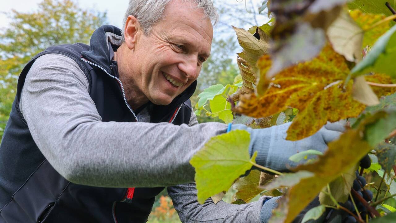 Oskar Franzmaier beim Weinlesen. 