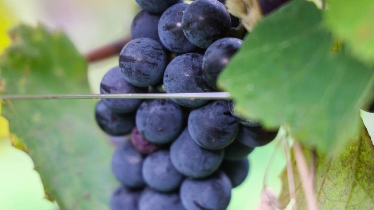 Aus den Trauben – vorwiegend handelt es sich um die Direktträger-Rebsorte Concord – wird der „Mönchsberg Sparkling“ gemacht. 