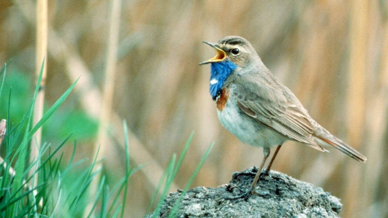Der Blaukehlchenbestand hat sich erholt.   Der Blaukehlchenbestand hat sich erholt.