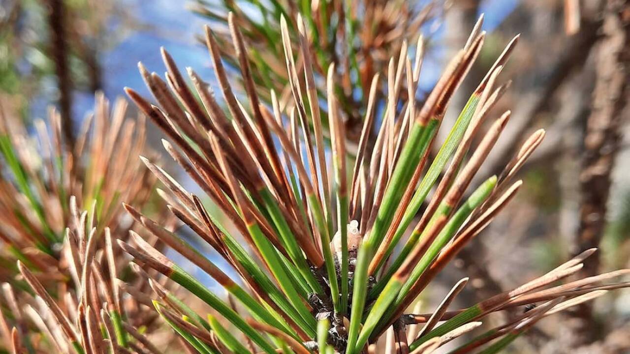 Jetzt wollen Wissenschafter im Nationalpark Berchtesgaden die Auswirkungen der sogenannten Braunfleckenkrankheit auf Vegetation und Ökosystem untersuchen.   Jetzt wollen Wissenschafter im Nationalpark Berchtesgaden die Auswirkungen der sogenannten Braunfleckenkrankheit auf Vegetation und Ökosystem untersuchen.
