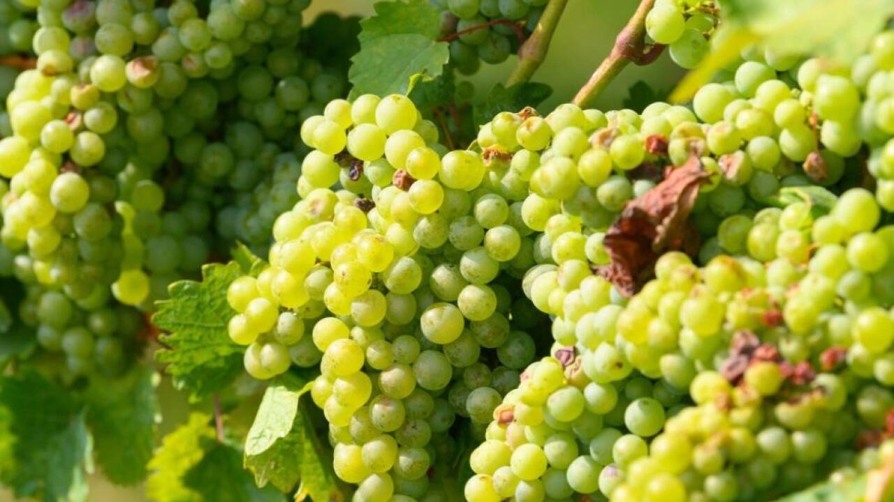Das Klima tut der Weinpoduktion nicht gut 
