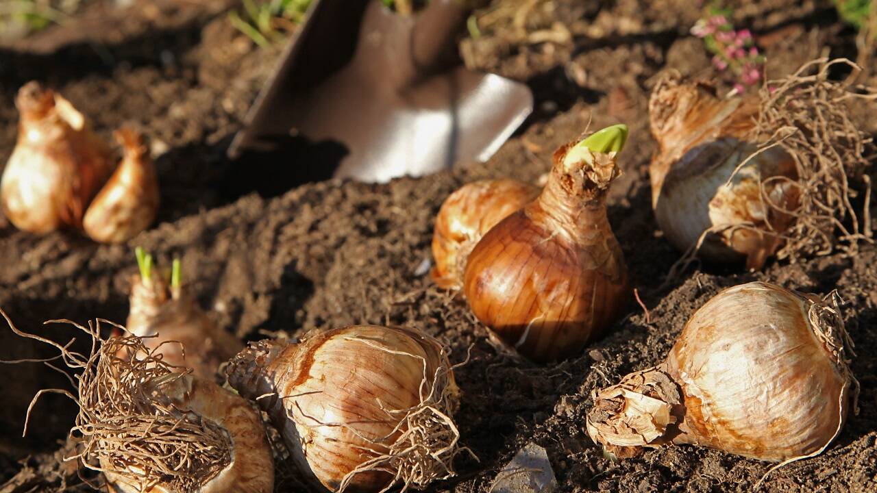Blumenzwiebeln können jetzt gepflanzt werden. 
