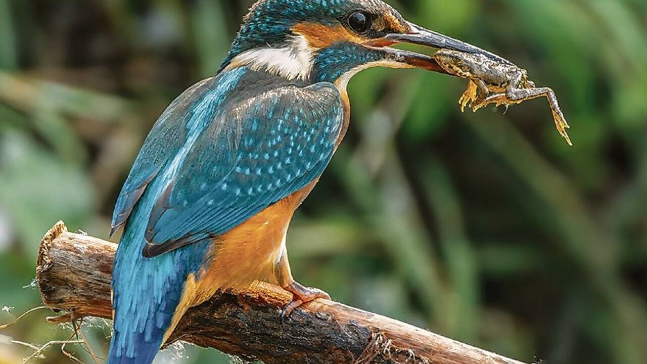 Auch einen Eisvogel „erwischte“ Peter Pletz mit seiner Kam  Auch einen Eisvogel „erwischte“ Peter Pletz mit seiner Kam