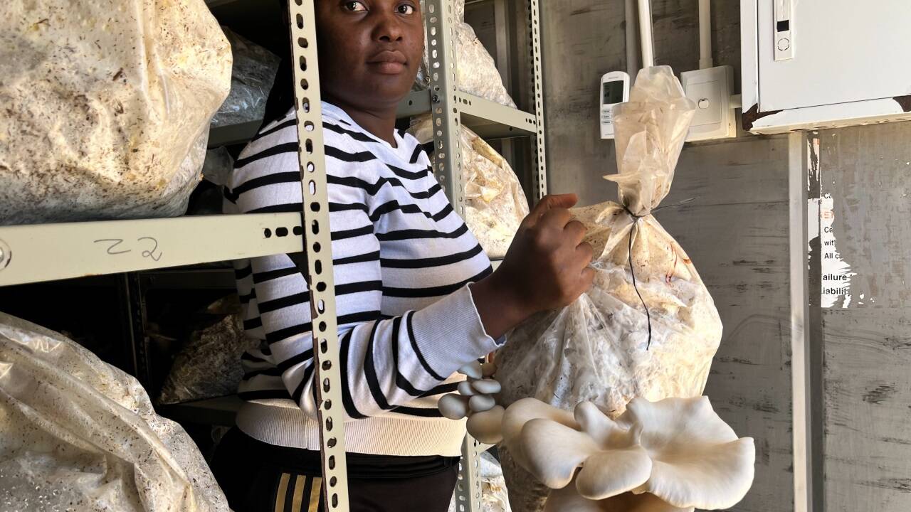 Kristine Haukongo mit den Austernpilzen. 
