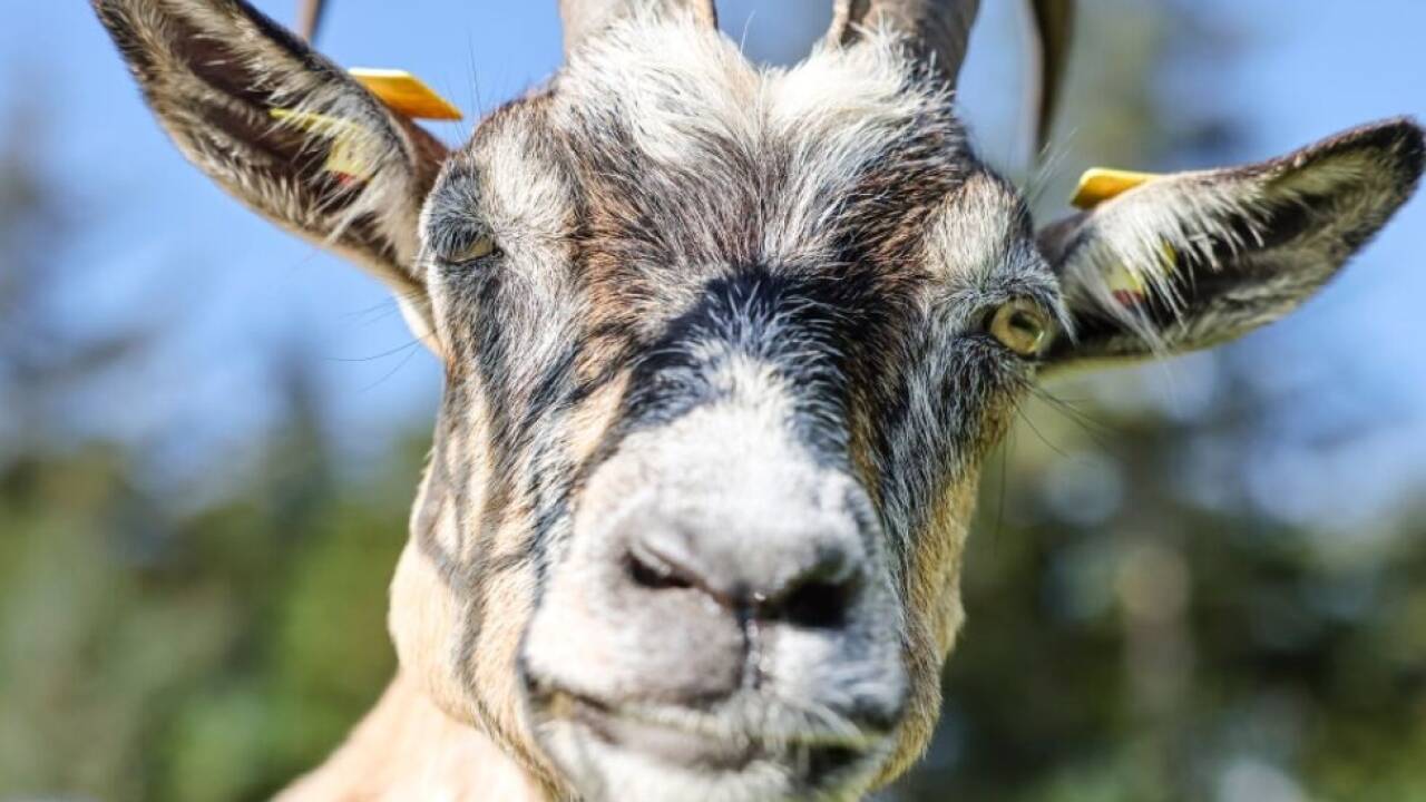 Tiere sind vermutlich 'auf Wanderschaft' (Symbolfoto) 