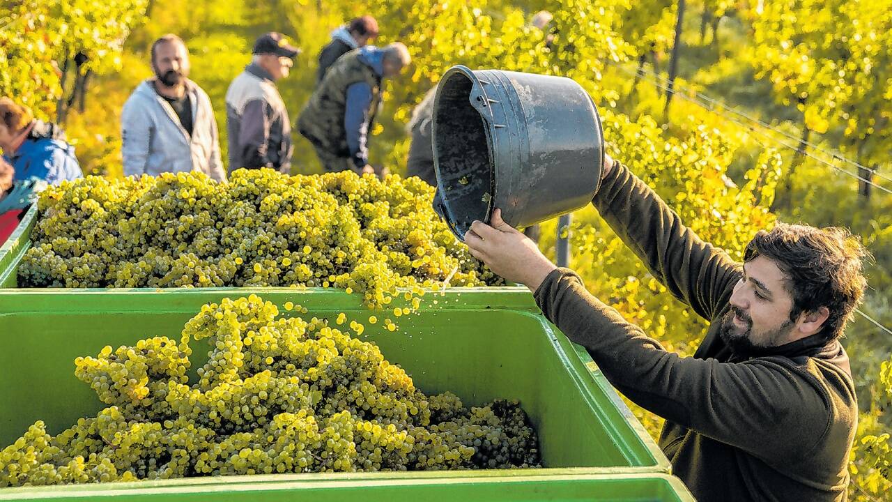 Die Weinernte startete im Burgenland bereits im Sommer. Timing und Organisation waren gefragt, um perfekte Trauben einbringen zu können.  
