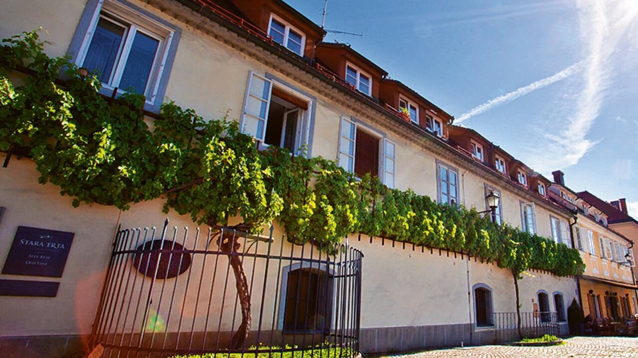 Weinrebe Maribor Weinrebe Maribor