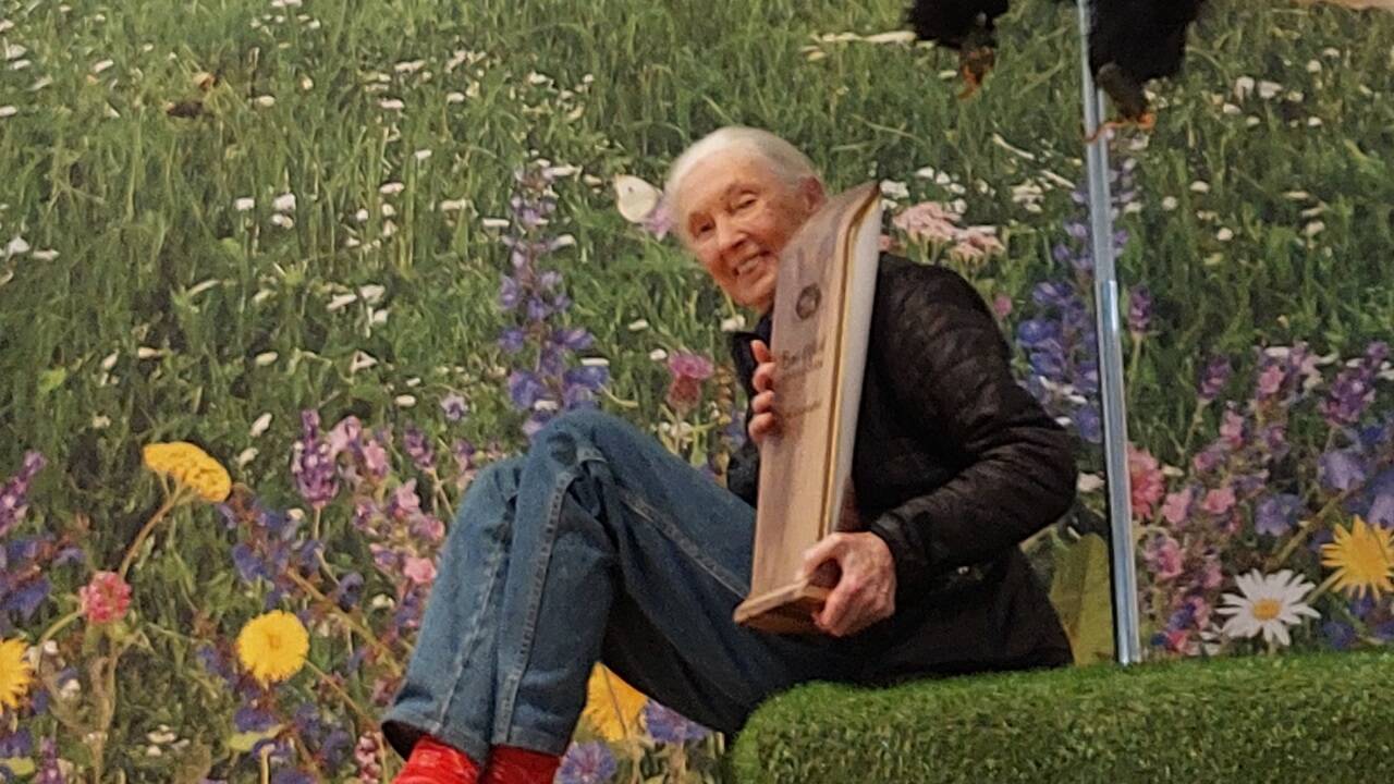 Jane Goodall wurde am Donnerstag mit dem BeeWild-Award ausgezeichnet. Dieser wird Persönlichkeiten überreicht, die sich für den Artenvielfalt und den Erhalt der Umwelt einsetzen.  