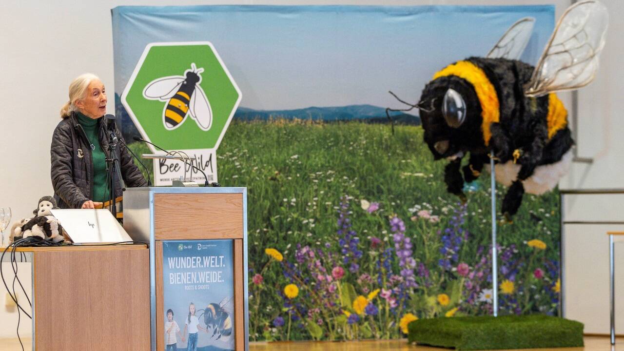 Jane Goodall besucht Salzburg – am Donnerstag war sie in der Großen Aula der Universität Salzburg zu Gast. Am Freitagabend ist sie im Zentrum der Visionen – die Veranstaltung ist allerdings bereits ausverkauft.  