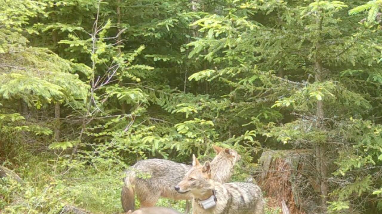 Goldschakal-Jungfamilie tappte in den Hohen Tauern in die Fotofalle 