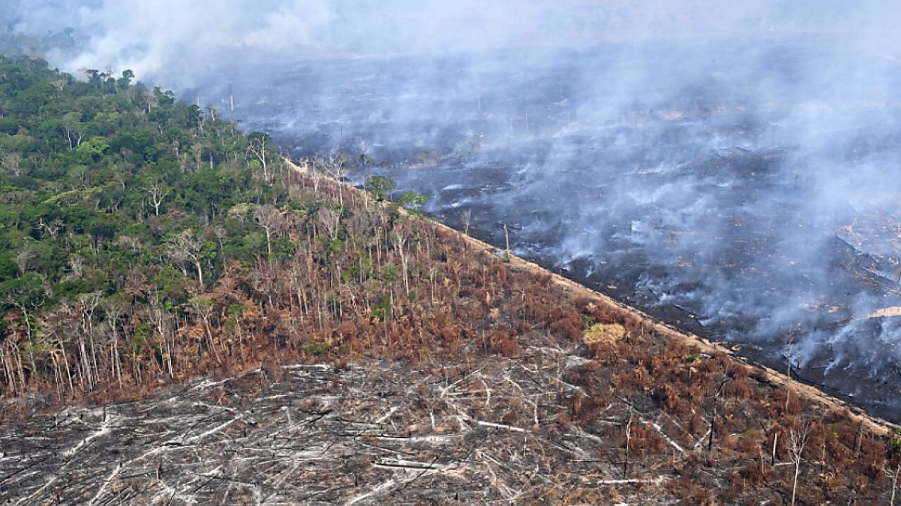 Brandrodung gefährdet den Regenwald 