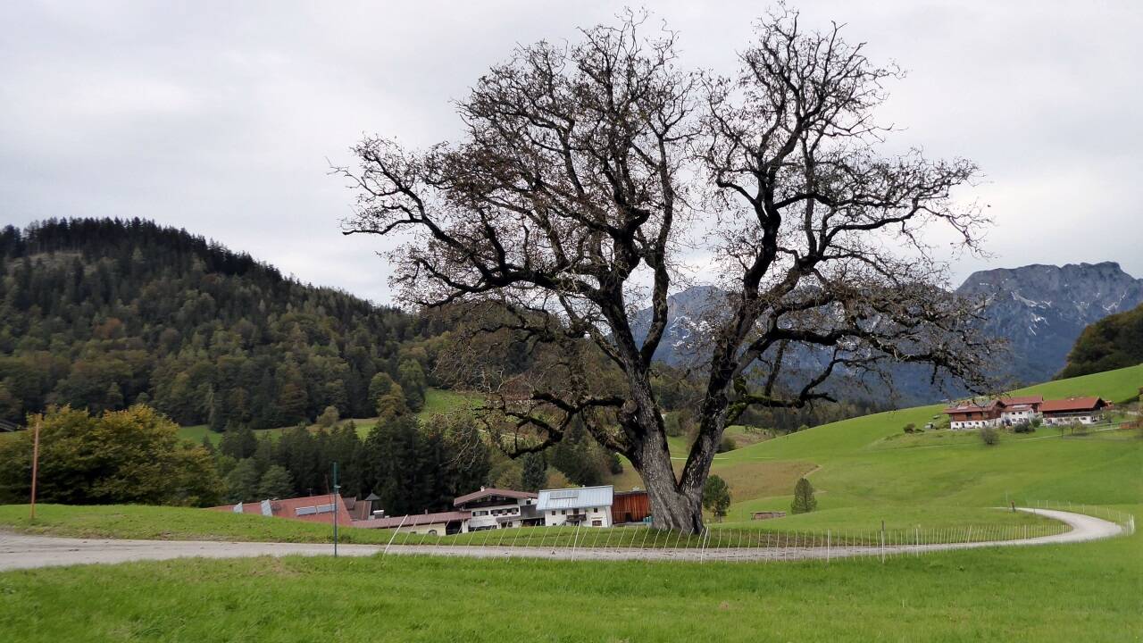 Alt, aber ertragreich: Der Nussbaum am Weg zur Gastwirtschaft Neuhäusl. 