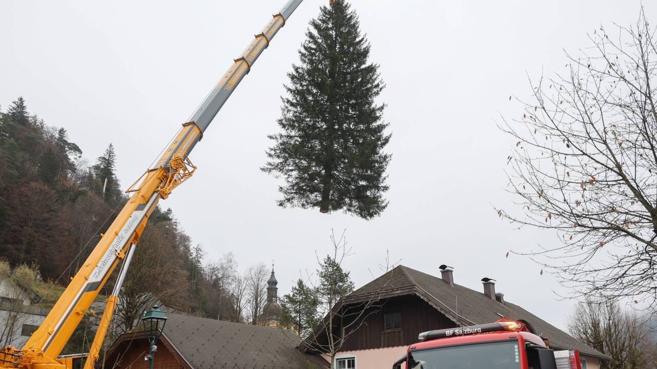 Der Weihnachtsbaum wird auf den Lkw verladen. 