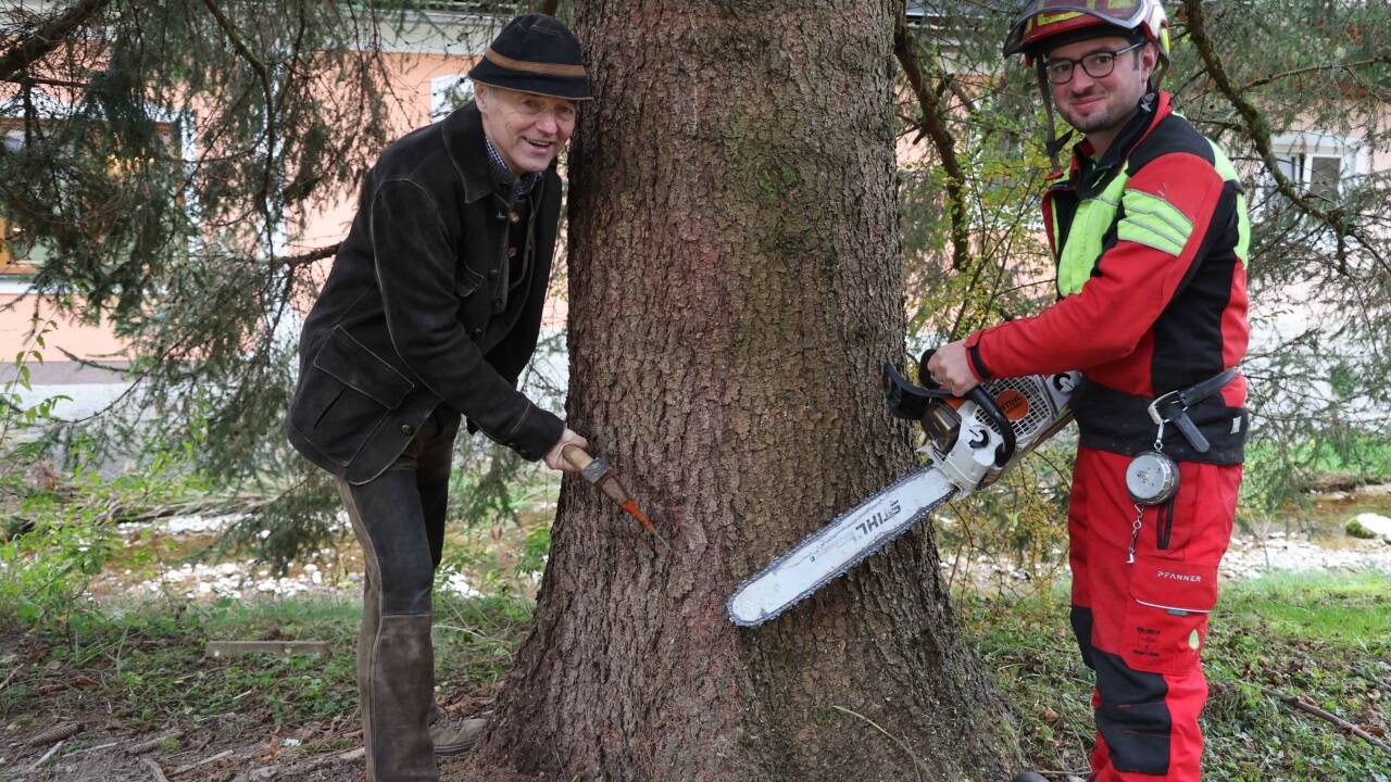 Obmann Wolfgang Haider (l.) bei der Baumernte in Ebenau. 