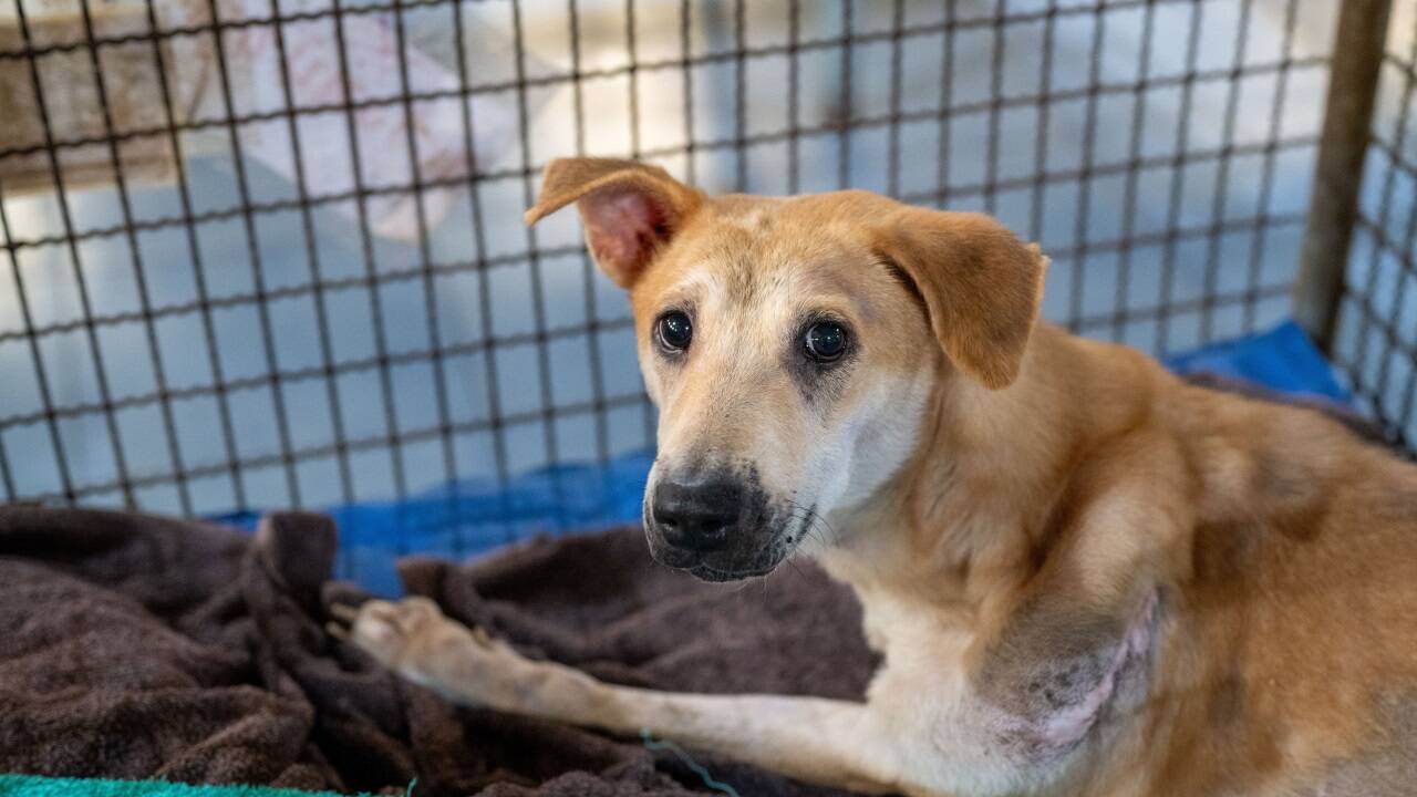 Ausgesetzte Hunde werden vermehrt in Tierheimen betreut.   Ausgesetzte Hunde werden vermehrt in Tierheimen betreut.
