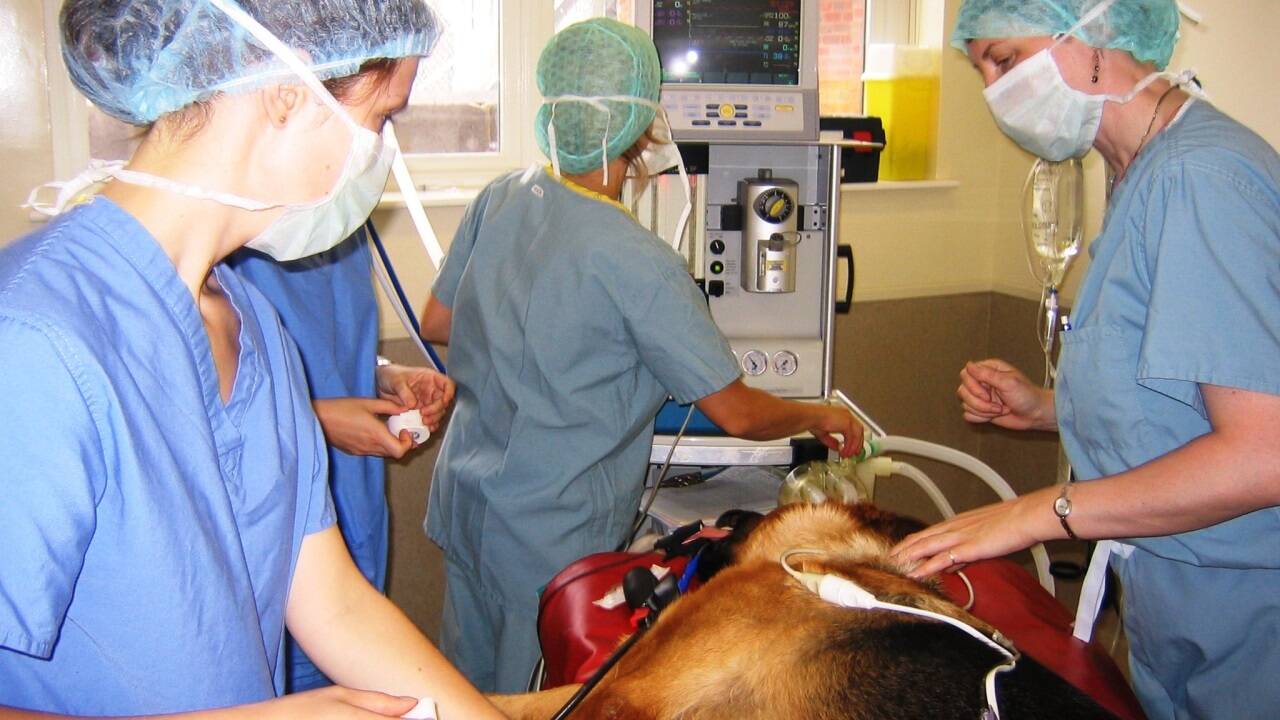 Ein Schäferhund wird für eine Operation vorbereitet. Die Bezahlung übernimmt die Tierkrankenversicherung. Ein Schäferhund wird für eine Operation vorbereitet. Die Bezahlung übernimmt die Tierkrankenversicherung.