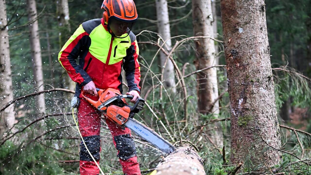 Sichere Schutzausrüstung ist bei Forstarbeiten besonders wichtig 