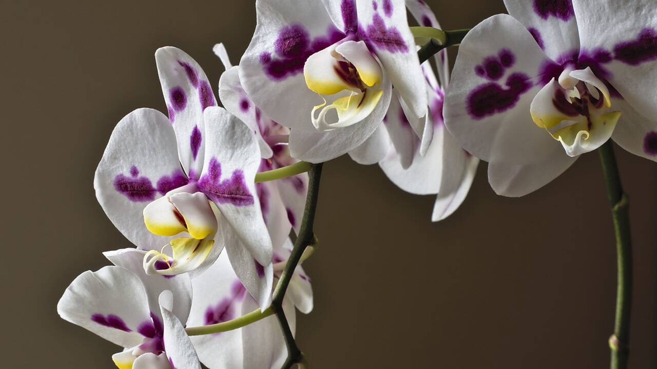 Schmetterlingsorchidee (Phalaenopsis) 