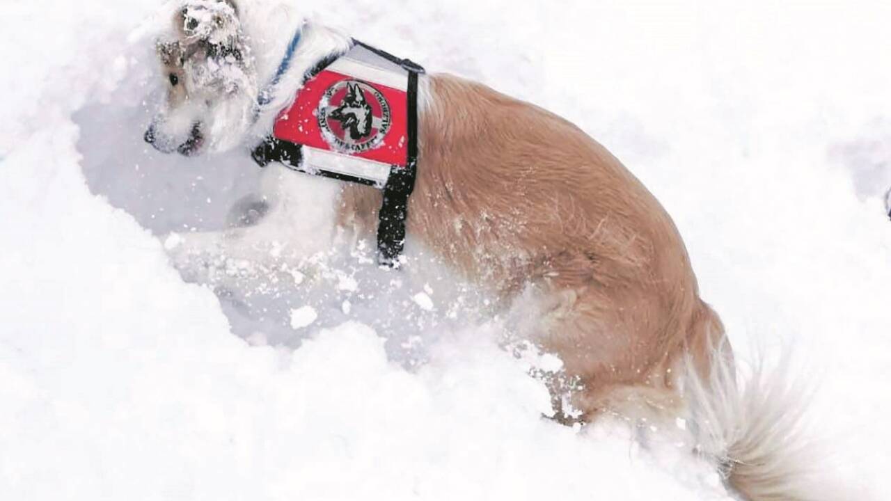 Aktuell gibt es zwei freie Ausbildungsplätze, um gemeinsam mit seinem Hund zum Lebensretter ausgebildet zu werden. 