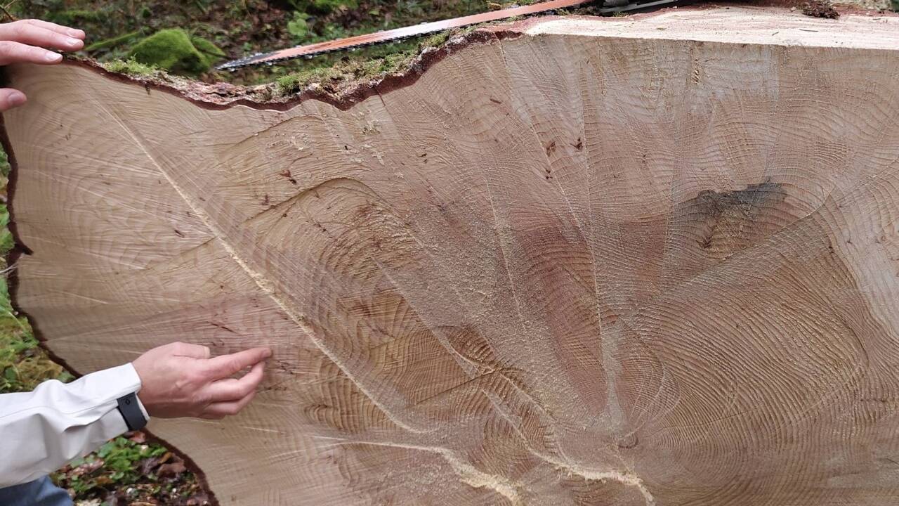 Eine der am Montag in der Rwegion Mondseeland-Attergau gefällten Weißtannen – bei dem Baum wurden 128 Jahresringe gezählt. 