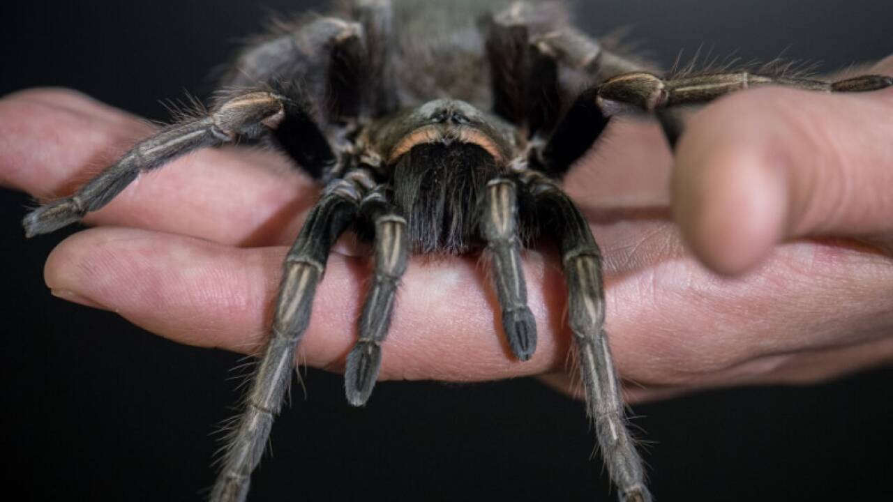 Mann hält Vogelspinne in der Hand 