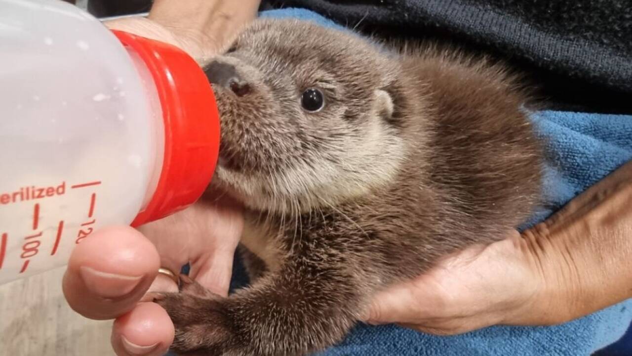 Bei den Otterbabys ist der Hunger groß 