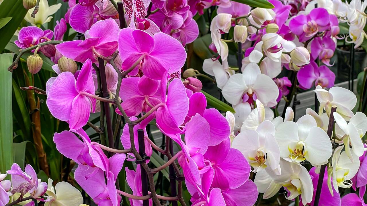 Orchidee (Phalaenopsis) 