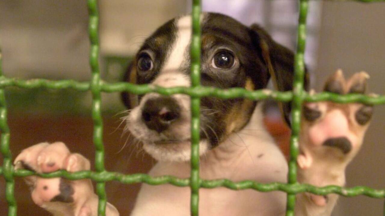 Über 100 Welpen und erwachsene Hunde wurden auf ihren Höfen gefunden 