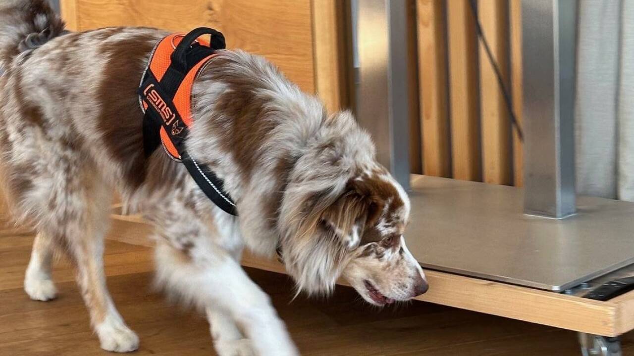 Lucky sucht im vorgegebenen Bereich.   Lucky sucht im vorgegebenen Bereich.