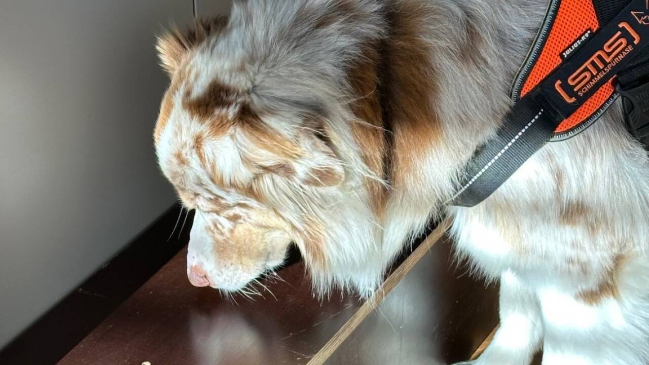 Sobald er Schimmel erschnüffelt hat, verharrt er an Ort und Stelle.  Sobald er Schimmel erschnüffelt hat, verharrt er an Ort und Stelle.