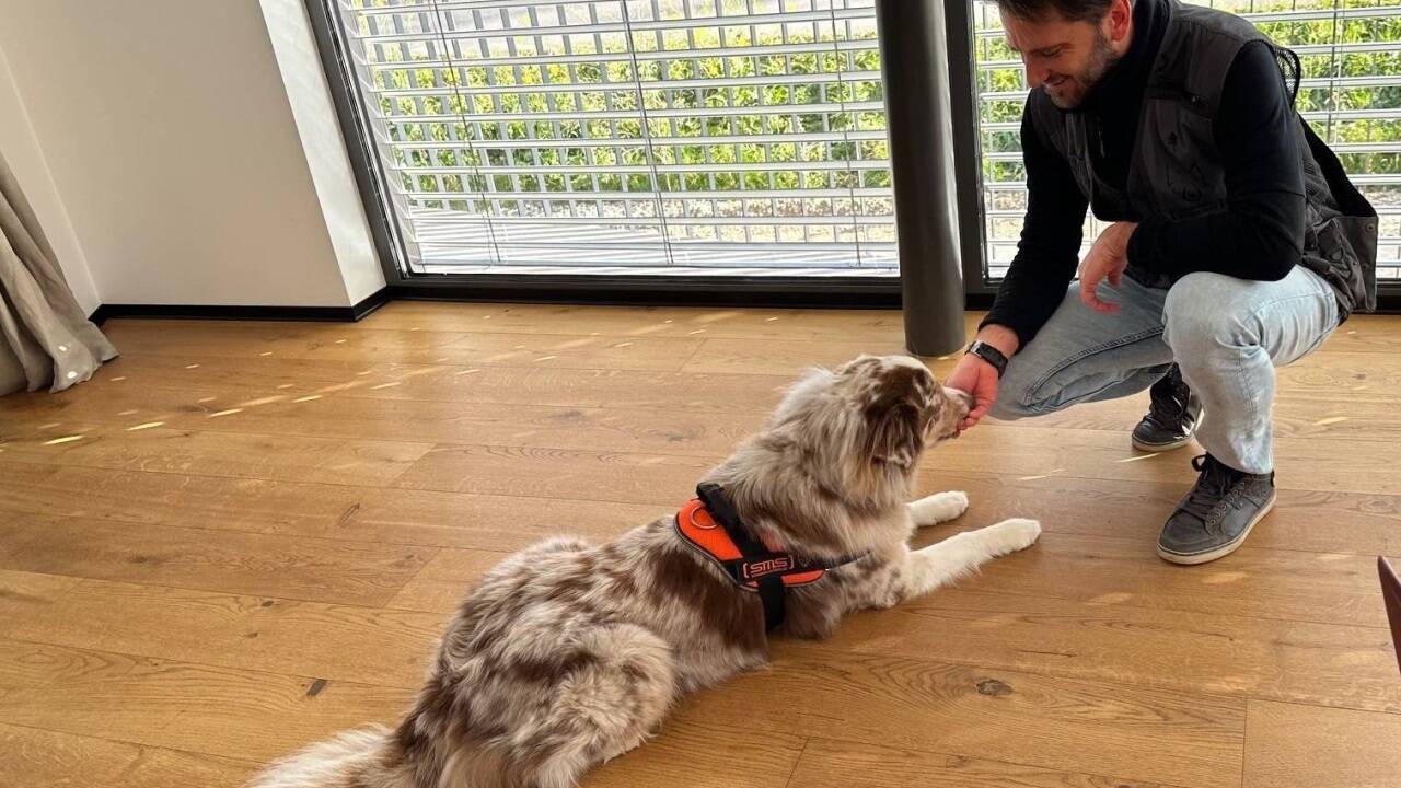 Als Belohnung warten Streicheleinheiten und Leckerlis.  Als Belohnung warten Streicheleinheiten und Leckerlis.