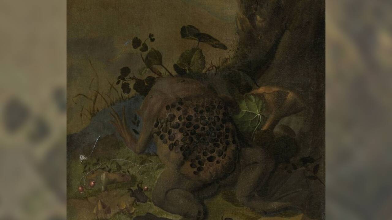 Rachel Ruysch, Naturstück mit südamerikanischer Wabenkröte, 1690. Musée du Grand Siècle, Saint-Cloud, Département des Hauts-de-Seine, Donation Pierre Rosenberg <br /> 
