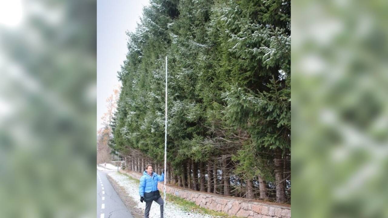 Eric Brandner mit einer fünf Meter langen Messlatte neben der Fichtenhecke an der Straße.  