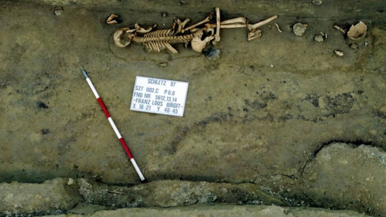 Zahlreiche Skelette sind dem Massaker von Asparn-Schletz zuzuordnen 