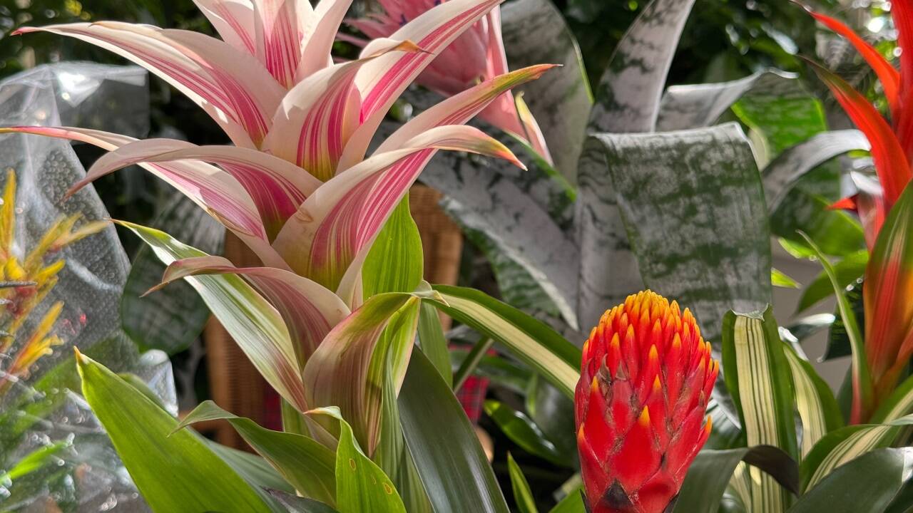 Pflanze mit gewissen Ansprüchen: Die Bromelie verleiht in unseren Wohnzimmern exotisches Flair.  