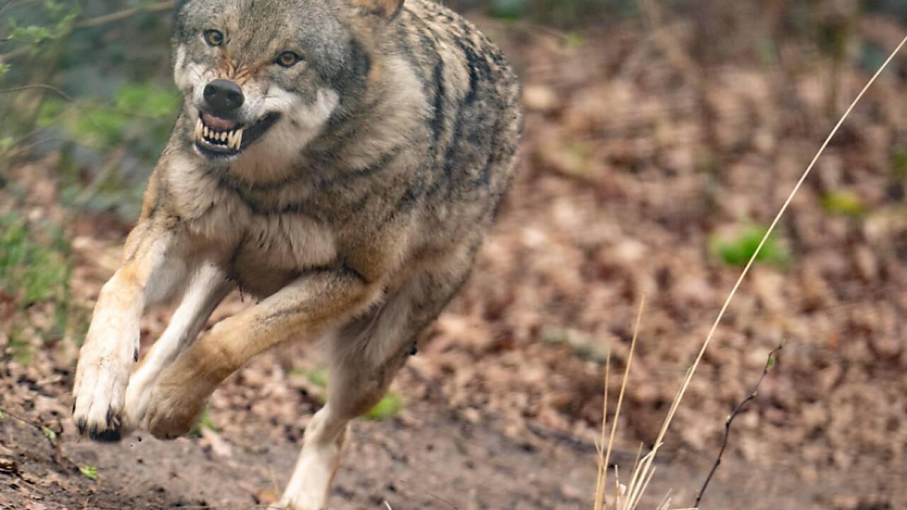 EU-Antrag im Rahmen der Berner Konvention 