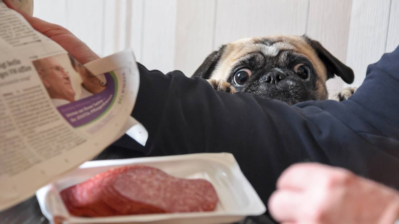Schon klar, eigentlich sollte der Hund jetzt nichts bekommen. Aber füttern ist menschlich.  