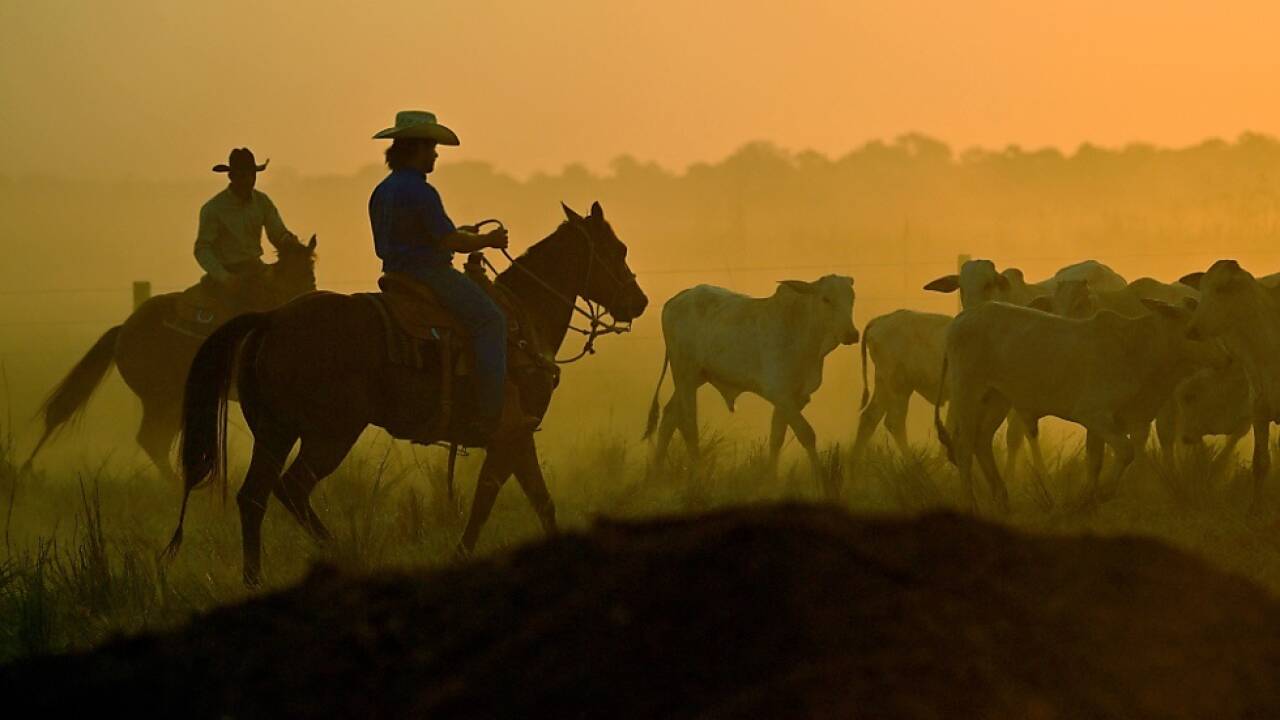 Mehr zollfreies Rindfleisch aus Südamerika besorgt hiesige Bauern 