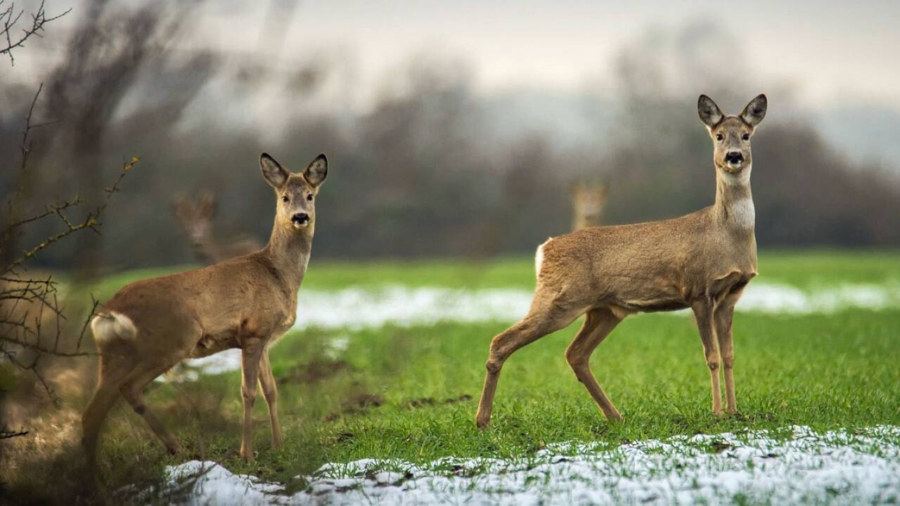 Erhöhtes Risiko für Wildwechsel besteht auf Landstraßen und in der Dämmerung.  